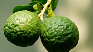 Amino acid to build muscle