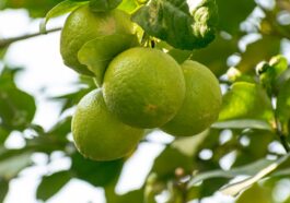 Amino acid to build muscle