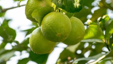 Amino acid to build muscle