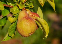 Nutrients Food for build muscle