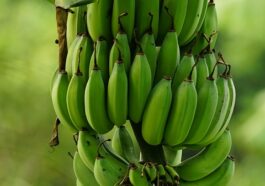 What is the largest amount of nutrients to build muscle from human body