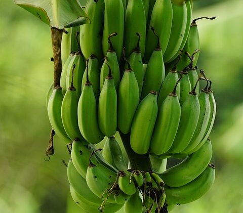 What is the largest amount of nutrients to build muscle from human body