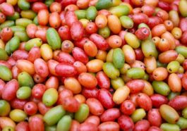 Supplements Vitamins