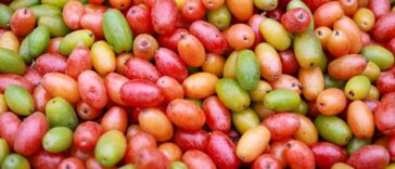 Supplements Vitamins