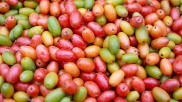 Supplements Vitamins