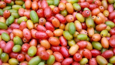 Supplements Vitamins