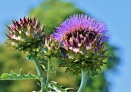 What is the largest amount of nutrients to build muscle from human body