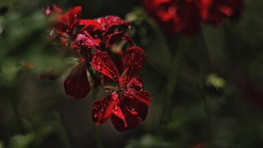 fitness gym cardio exercise