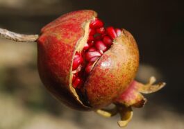 Vitamins to build muscle