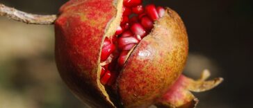 Vitamins to build muscle