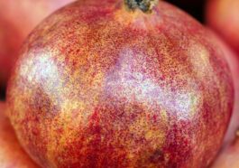 Nutrients Food for build muscle