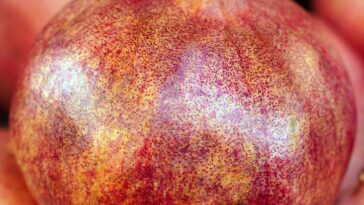 Nutrients Food for build muscle