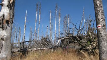 Amino acid to build muscle