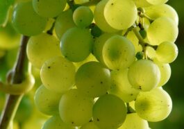 Vitamins to build muscle