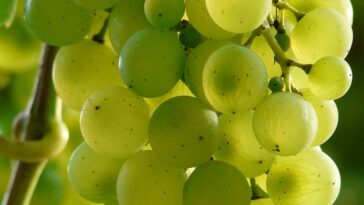 Vitamins to build muscle