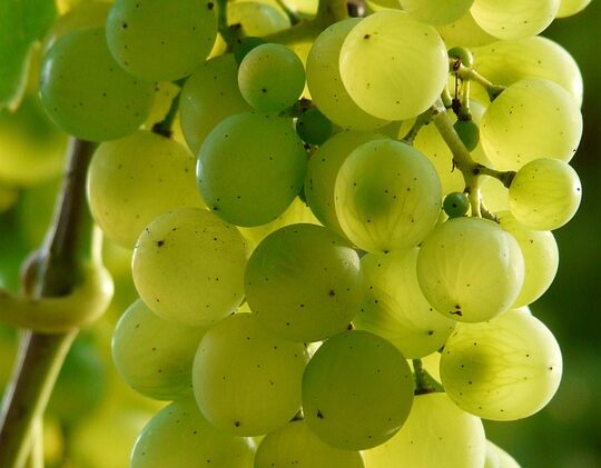 Vitamins to build muscle