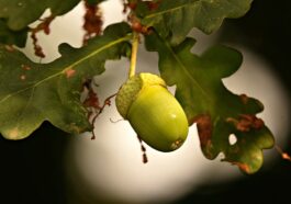 Nutrients Food for build muscle