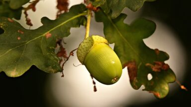 Nutrients Food for build muscle