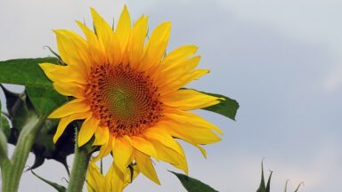 Amino acid to build muscle