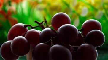 Nutrients Food for build muscle