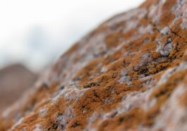 Minerals to build muscle