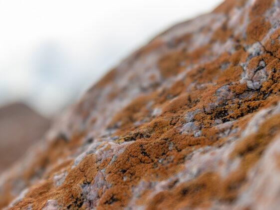 Minerals to build muscle