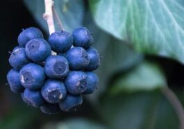 Nutrients Food for build muscle