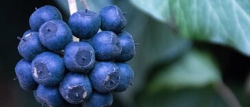 Nutrients Food for build muscle