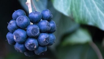 Nutrients Food for build muscle