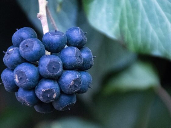 Nutrients Food for build muscle