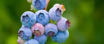 What is the largest amount of nutrients to build muscle from human body